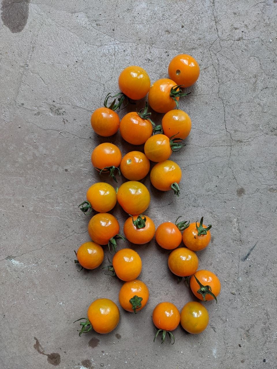 Sungold tomatoes 250g