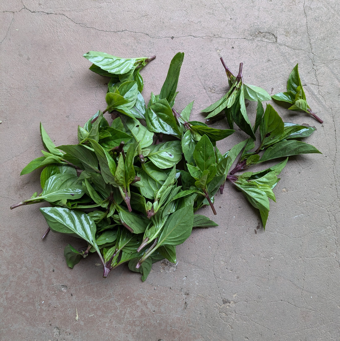 Sweet Thai basil 50g