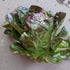 Truchas lettuce (1pc)