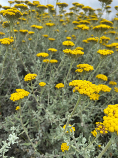 Open Day Natural Dye Workshop | 31 January | 10:15-11:45am