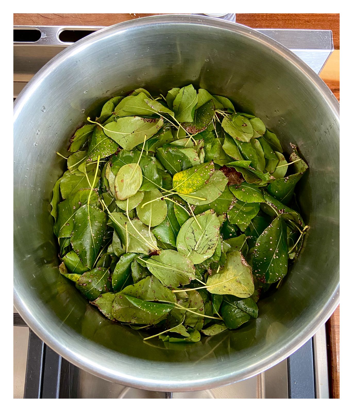 Open Day Natural Dye Workshop | 31 January | 10:15-11:45am