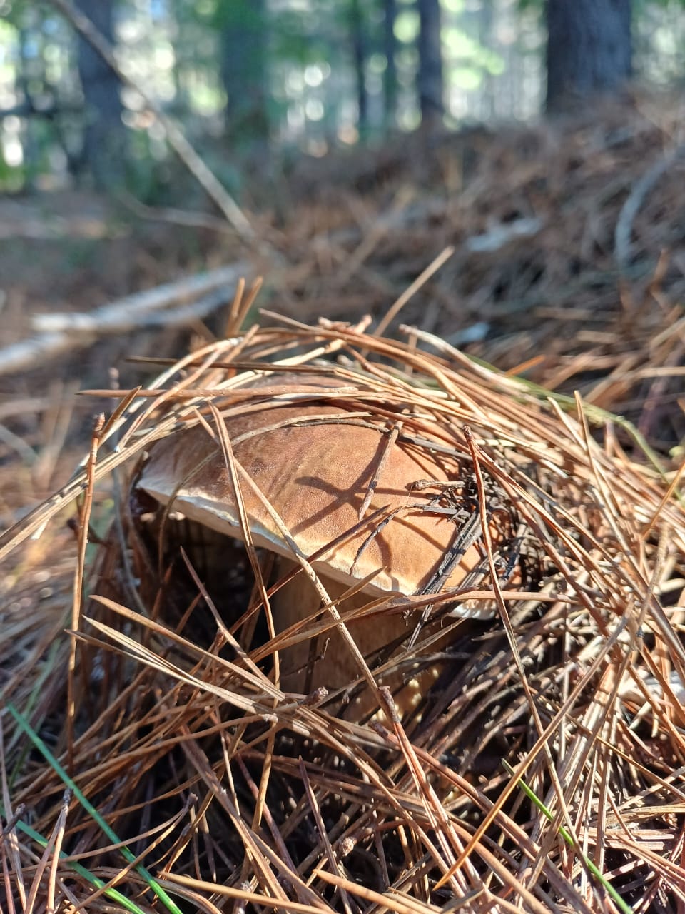 Forage &amp; Feast: Wild Mushroom Workshop at Meuse Farm | Saturday 20 June | 8am - 2pm