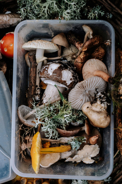 Forage &amp; Feast: Wild Mushroom Workshop at Meuse Farm | Saturday 20 June | 8am - 2pm