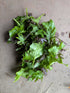 Kalebrations Baby Kale mix-  100g
