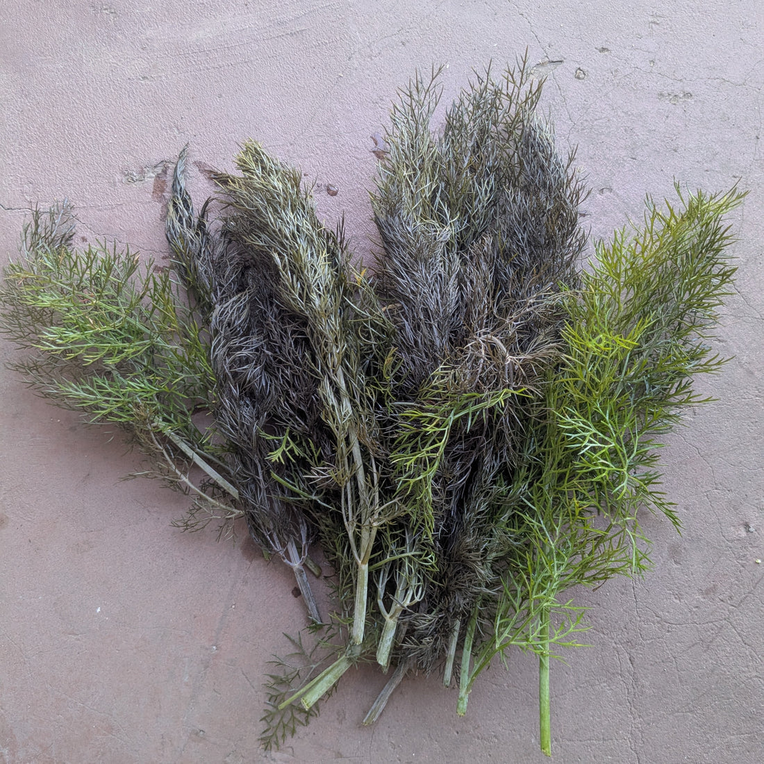 Bronze fennel (50g)
