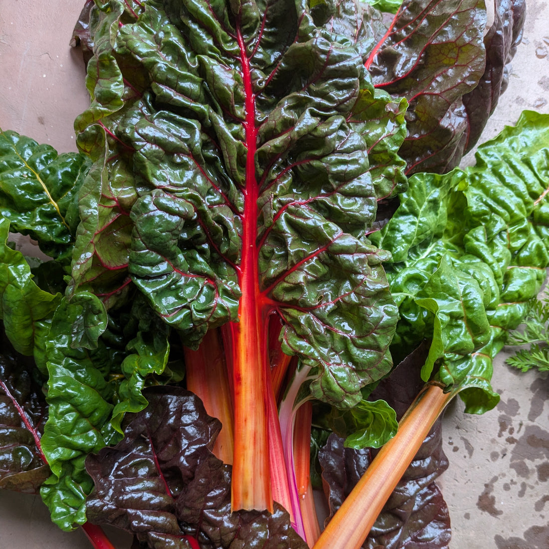 Rainbow chard- 500g
