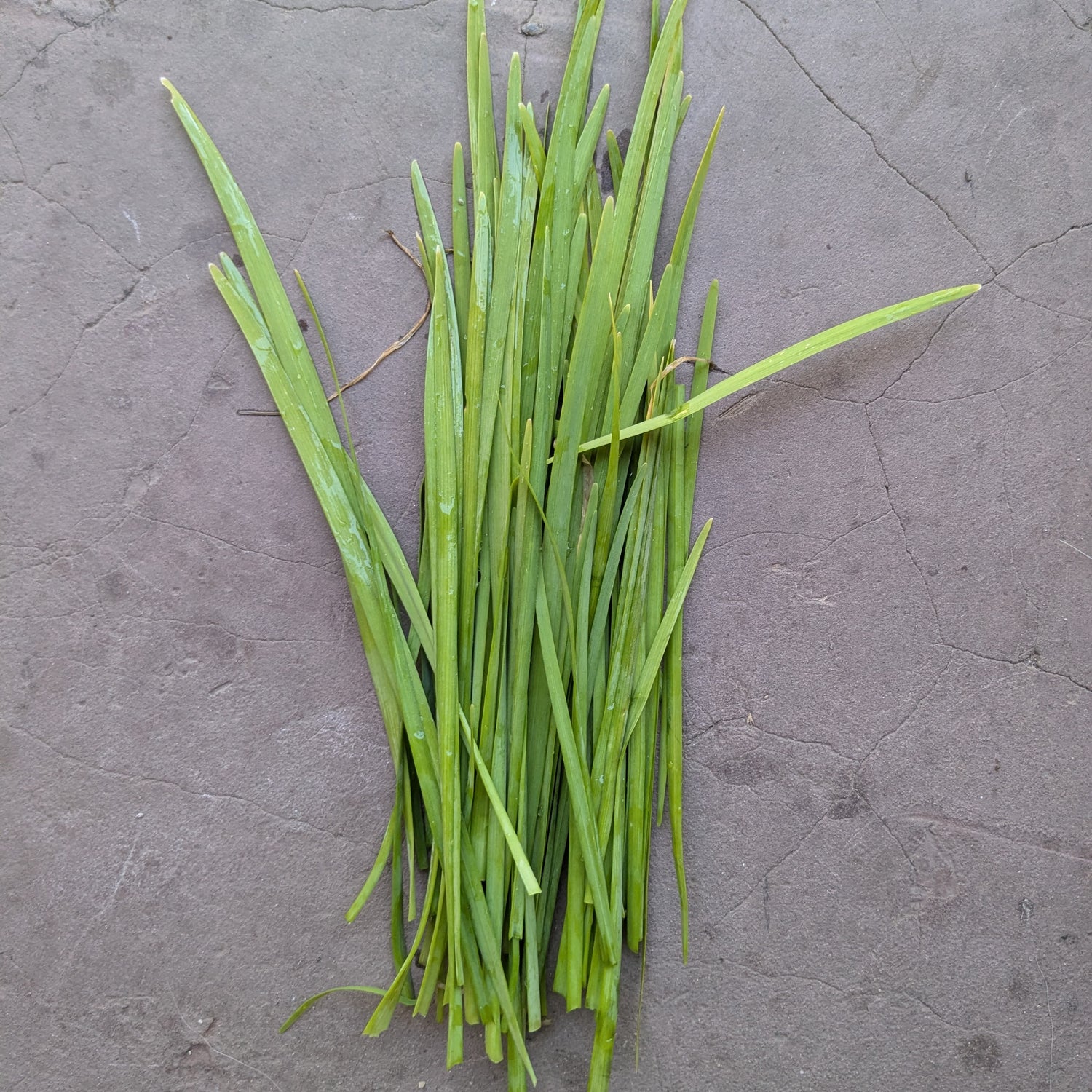 Garlic chives (40g)