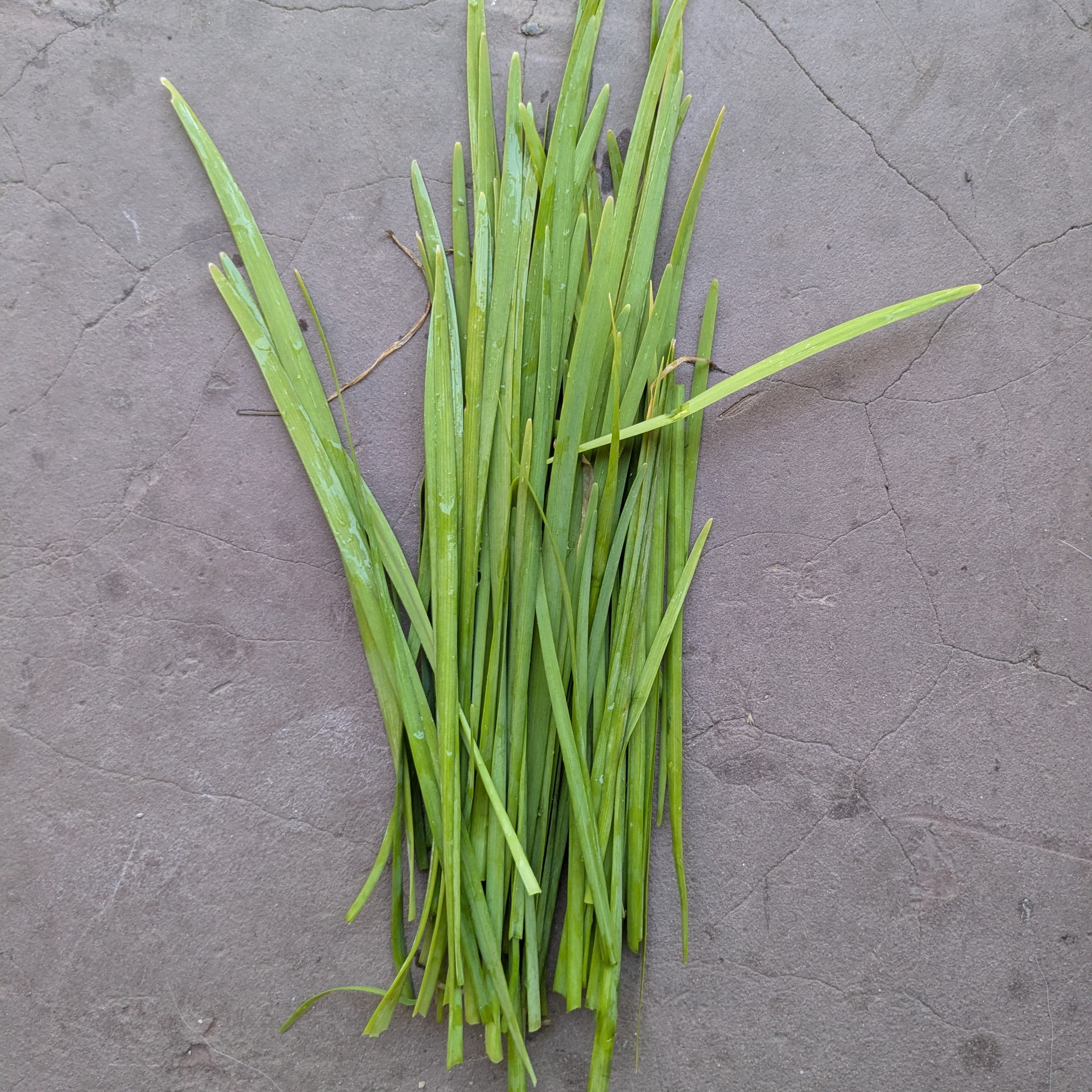 Garlic chives (40g)