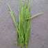 Garlic chives (40g)