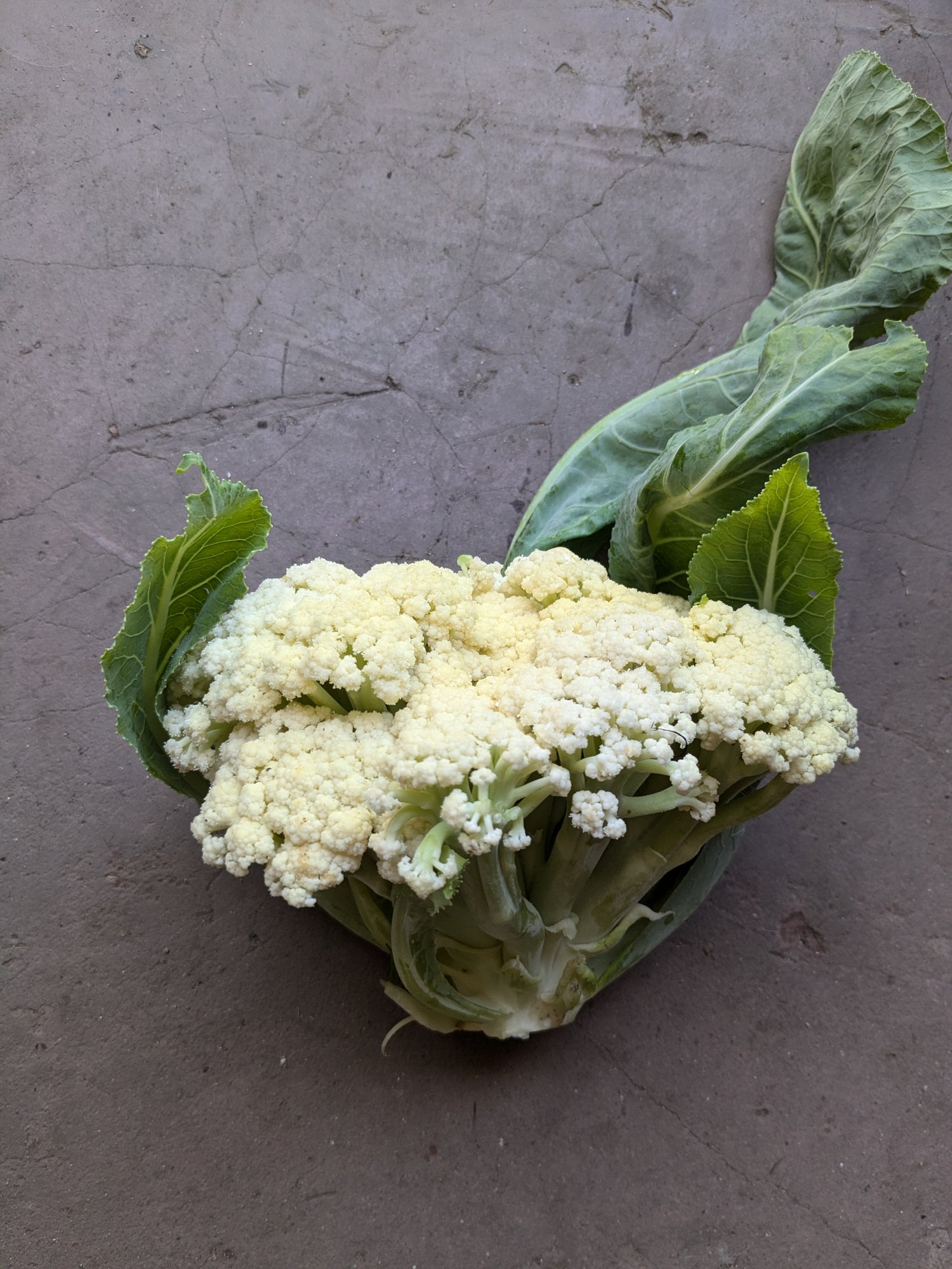 Fioretto 70 cauliflower