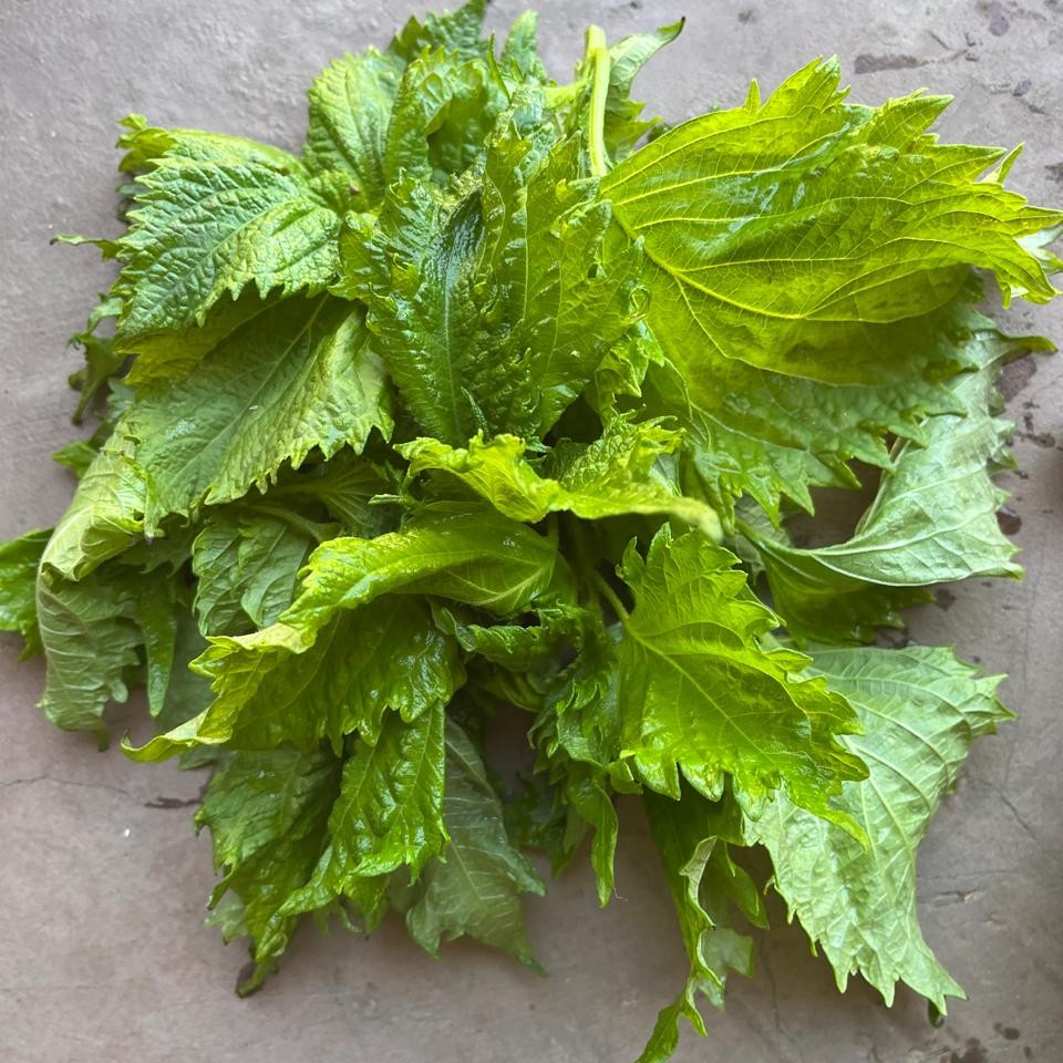 Green shiso 50g