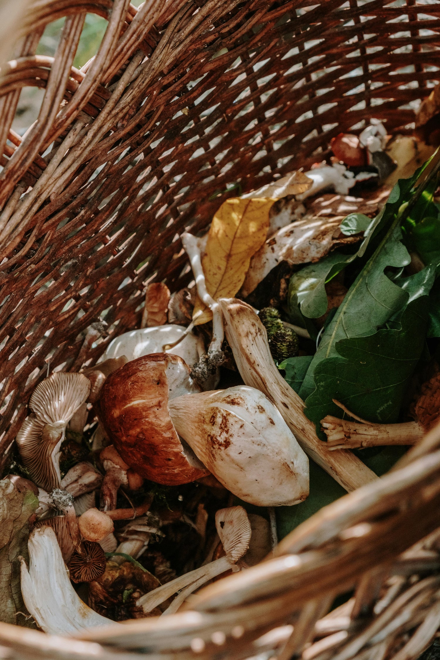 Forage &amp; Feast: Wild Mushroom Workshop at Meuse Farm | Saturday 20 June | 8am - 2pm