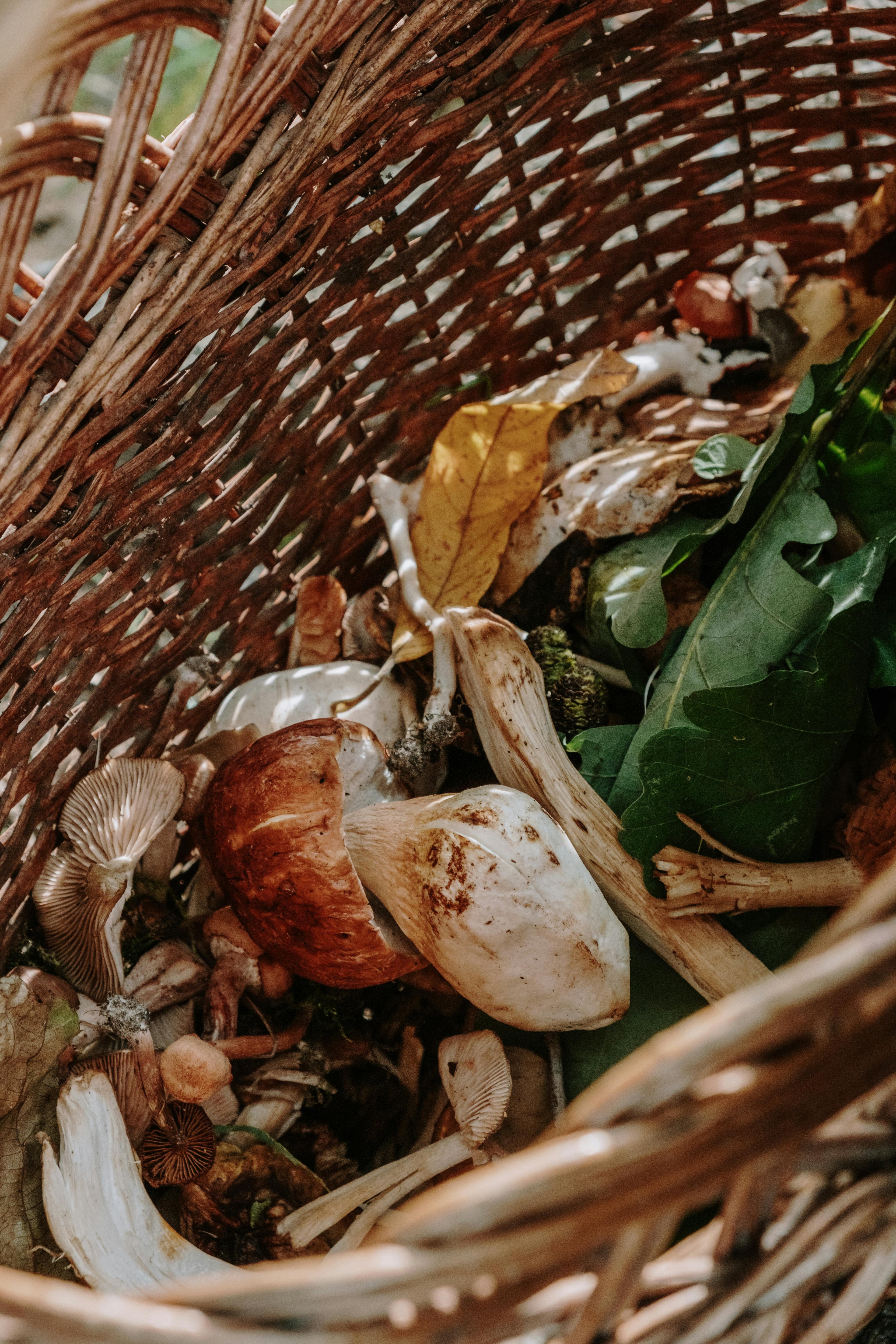 Forage &amp; Feast: Wild Mushroom Workshop at Meuse Farm | Saturday 20 June | 8am - 2pm