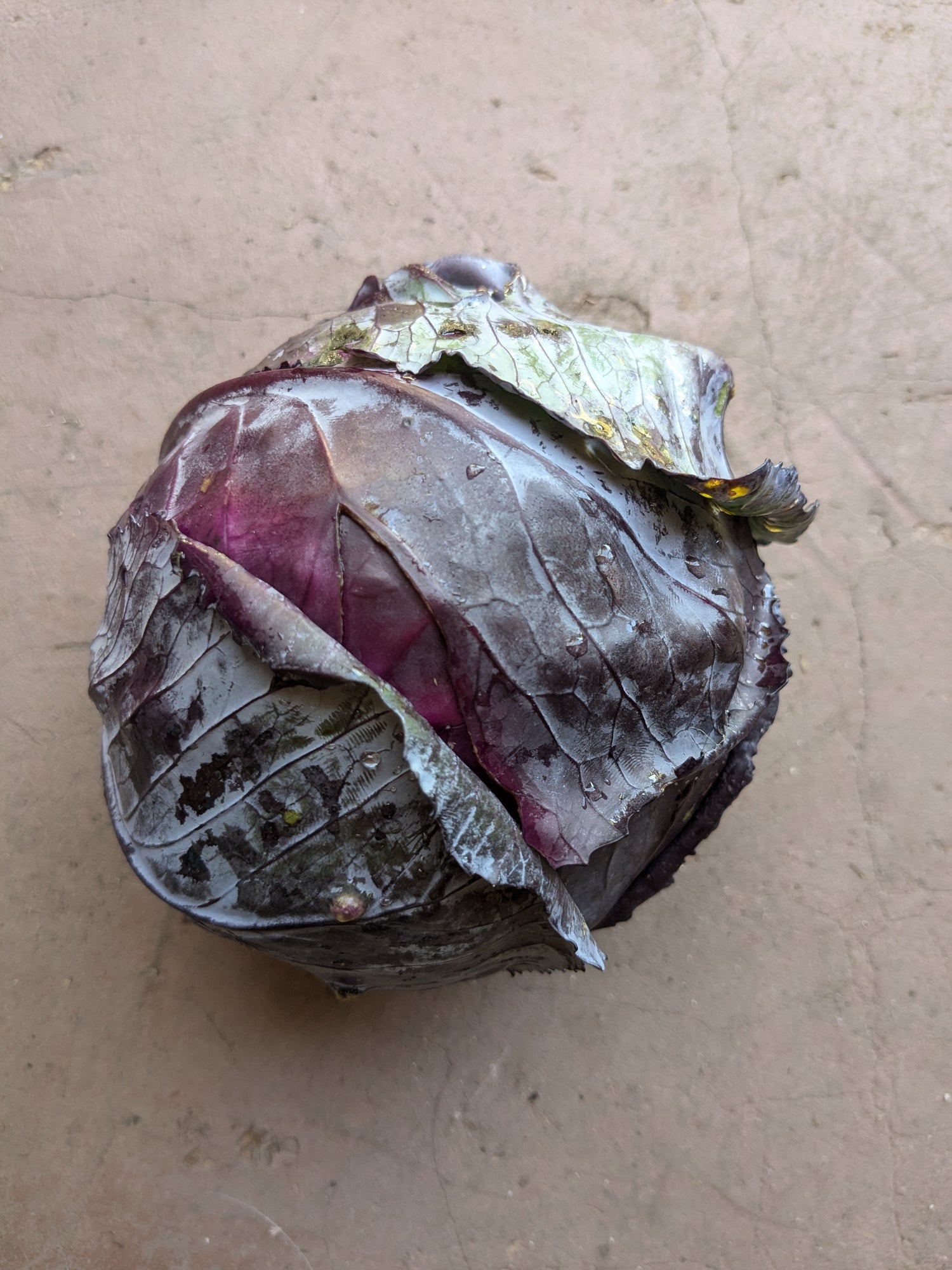 Primero red cabbage (1pc)