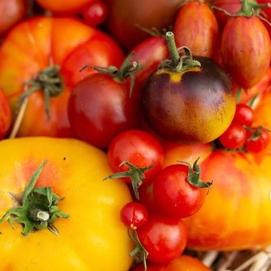 Open Day Tomato Tasting with Iming | 31 January | 12:30 - 1:30pm