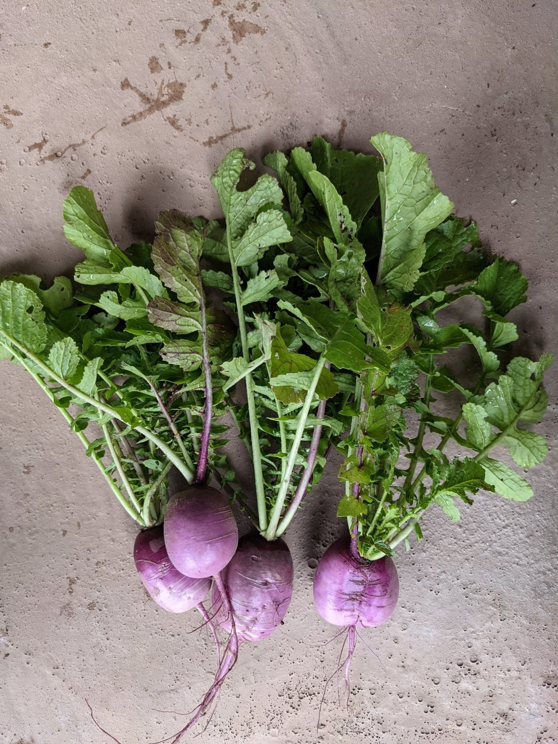 KN Bravo daikon (500g)