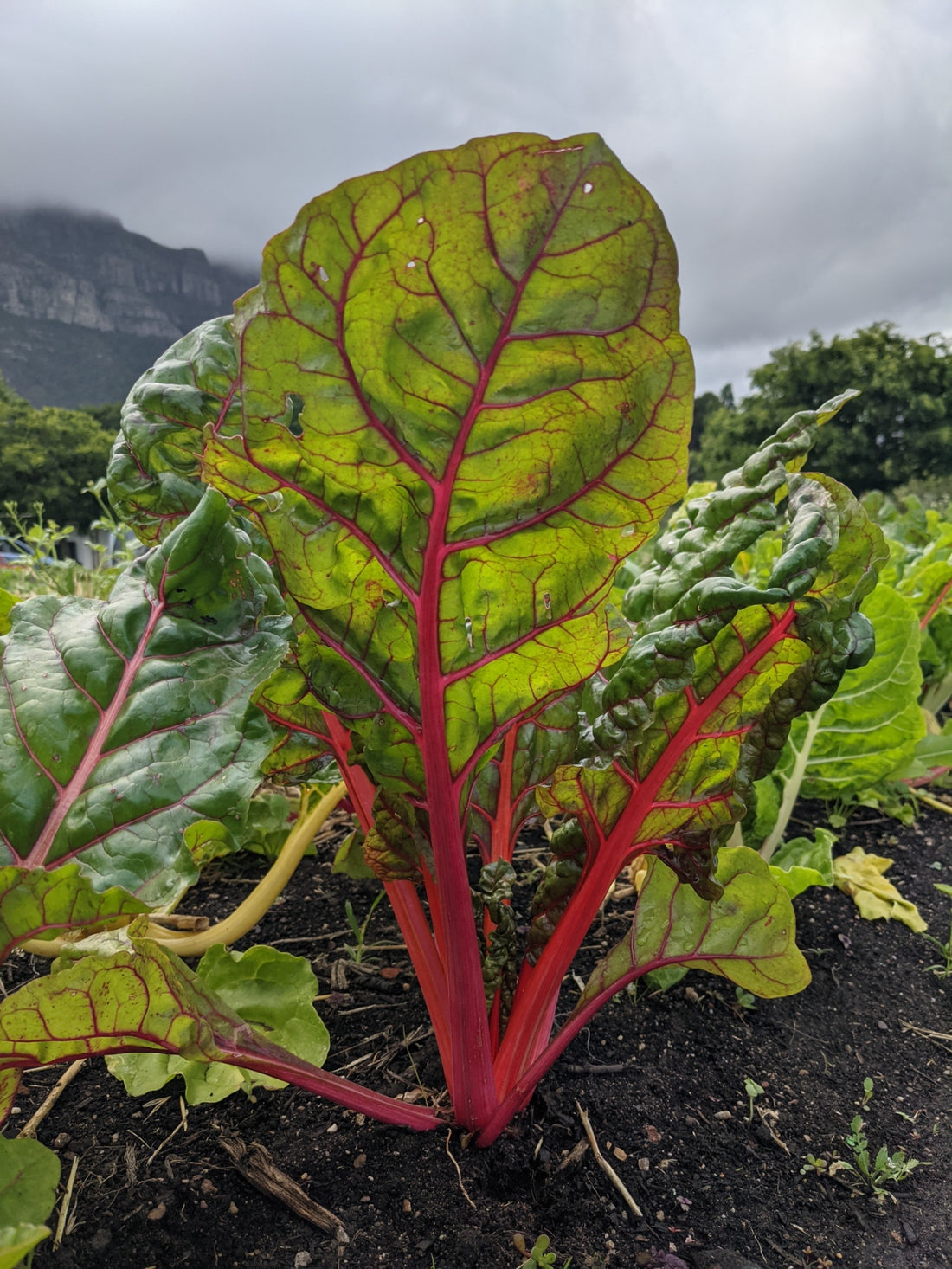 Rainbow chard- 500g