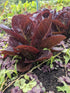 Bibb lettuce head